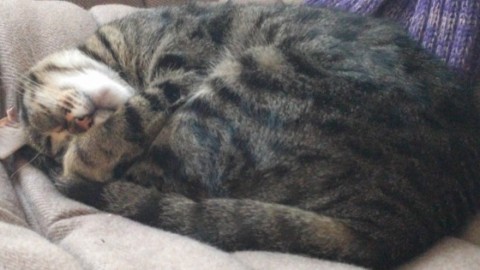 Cinque luoghi comuni da sfatare sui gatti – 105.net
