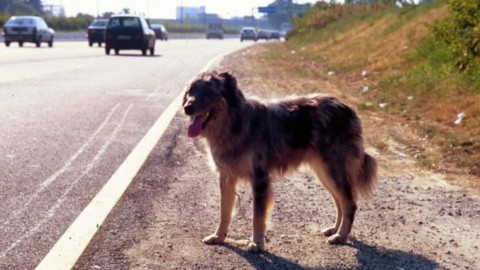 Cosa faccio se trovo un cane abbandonato? Consigli utili – Agenpress
