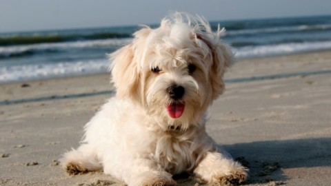 Cani in spiaggia. Doveri, diritti e trucchi per non farsi cacciare – Agenpress