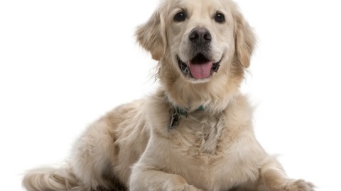Danno non patrimoniale da perdita animale di affezione – Altalex