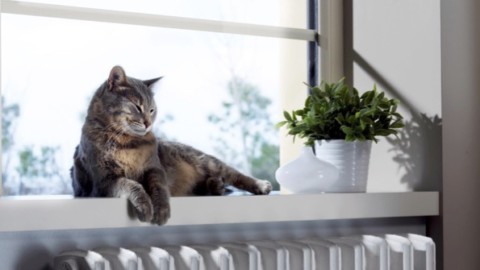 Netatmo Welcome ora distingue gli animali domestici | Applicando – Applicando