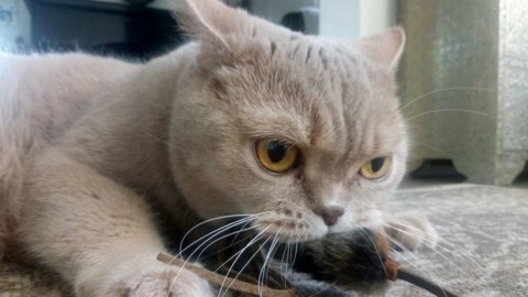 Estate e vacanze, a chi lasciare il gatto? Professione “cat-sitter” – BolognaToday