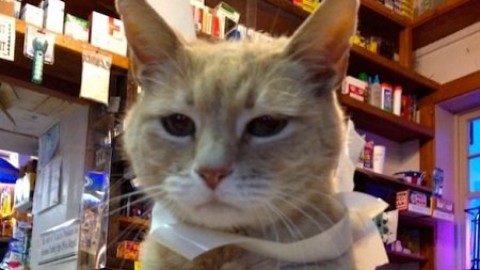 È morto Stubbs il gatto sindaco. A Talkeetna pronto il successore – Dire