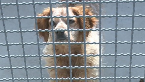 Cani, l'Enpa contro l'abbandono. “Attenzione alle associazioni poco … – Espansione TV