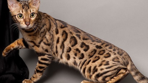 Animali: gli otto più strani – FocusJunior.it – focusjunior.it