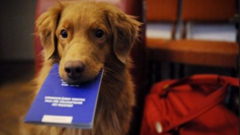 La campagna social contro l'abbandono dei cani: “Fido in vacanza … – CORRIERE DEL GIORNO (Registrazione)