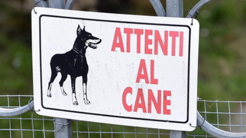 Ordinanza comunale contro il cane che morde le gomme delle auto – Il Gazzettino