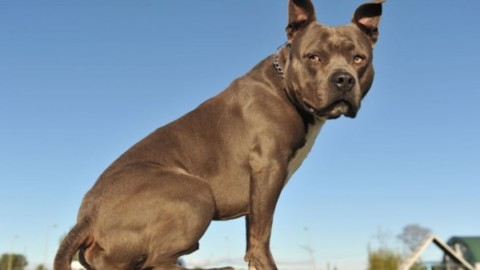 Quali razze di cani non possono andare all'estero? – La Legge per Tutti