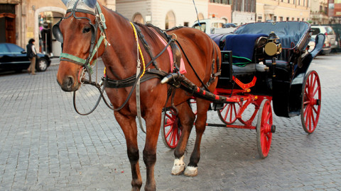 Il Comune di Roma mantenga le promesse fatte #ORABASTABOTTICELLE