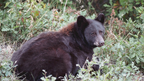 Trento firma ordinanza anti-orso: ergastolo o uccisione. Verdetto indegno
