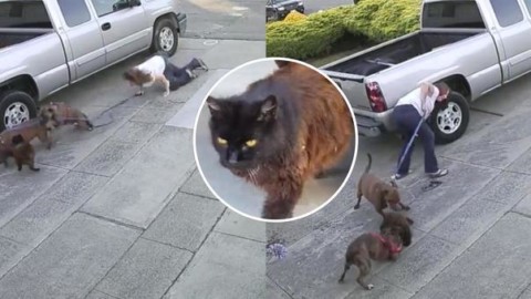 Gatto sbranato da due pitbull, quello che accade dopo vi lascerà … – Leggo.it
