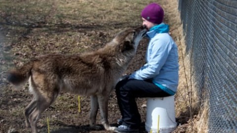 La base genetica della passione dei cani per l'uomo – Le Scienze