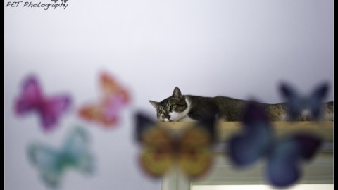 Alimentazione del gatto, tra consigli e miti da sfatare – LifeGate