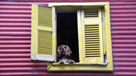 I consigli per scegliere la pensione per cani e gatti (e qualche … – LifeGate