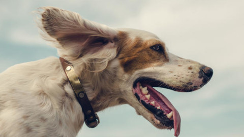 FINALLY: l'elenco delle compagnie aeree che accettano cani & gatti … – marieclaire.it