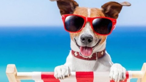 AIDAA: come evitare i capricci di fido in vacanza – Meteo Web