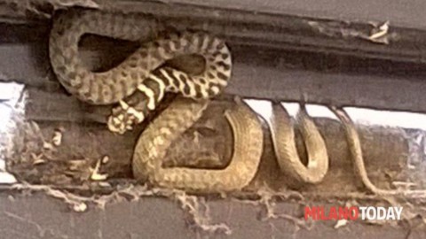 Serpente morde una bimba di 7 anni a Milano: “Non è il primo rettile … – MilanoToday