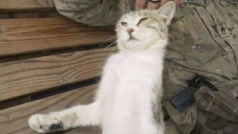 Gatto in Afghanistan salvato da soldato USA – Mondo Gatti