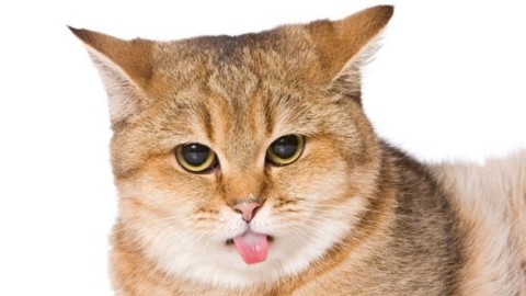 Gatto con lingua di fuori: perchè? – Mondo Gatti