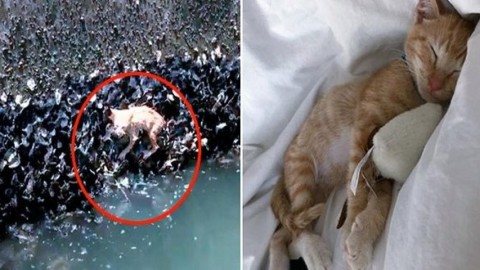 Gattino rosso caduto da un ponte: salvo grazie alle cozze – Mondo Gatti