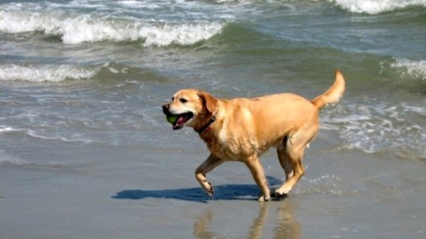 Beccati in spiaggia col cane senza guinzaglio: multe salate per i … – RavennaToday