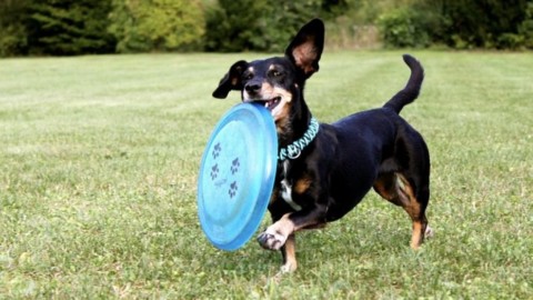 Ecco alcuni ottimi motivi per avere un cane – La Repubblica