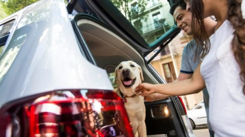 Gli otto consigli di SEAT per viaggiare insieme al proprio cane – Today