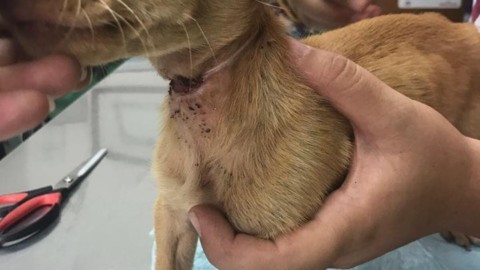 Marsala, cucciolo di cane veglia il fratellino morto, vittima di sevizie … – Tp24
