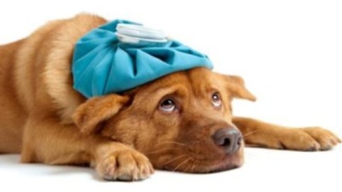 Come curare gli animali domestici in modo naturale – TuttoGreen