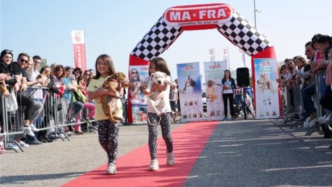 Bassotti e meticci protagonisti all'Agristella – Udine Today