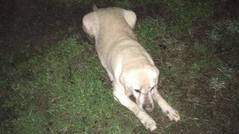 Cani fastidiosi e padroni maleducati – Varese News