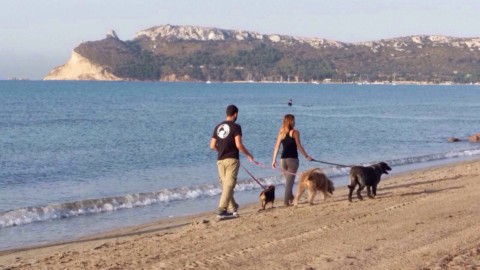Cose da cani, i “consigli bestiali” dell'educatore. Ecco le 10 regole d … – vistanet (Comunicati Stampa)