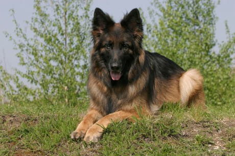 Un'origine europea per il cane moderno