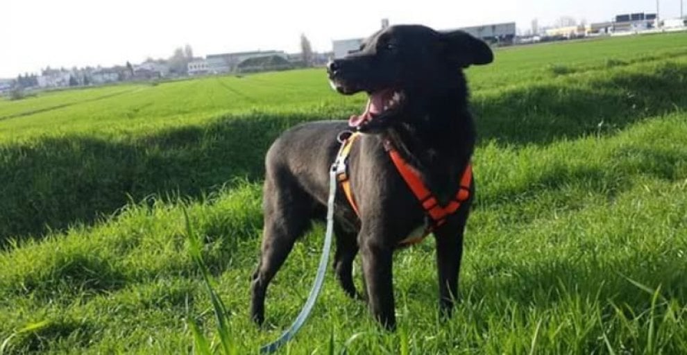 Bologna, questi cani sfortunati aspettano una famiglia che li adotti