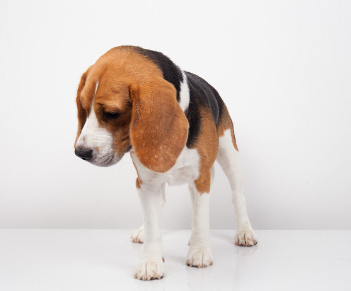 Come curare gli animali domestici in modo naturale