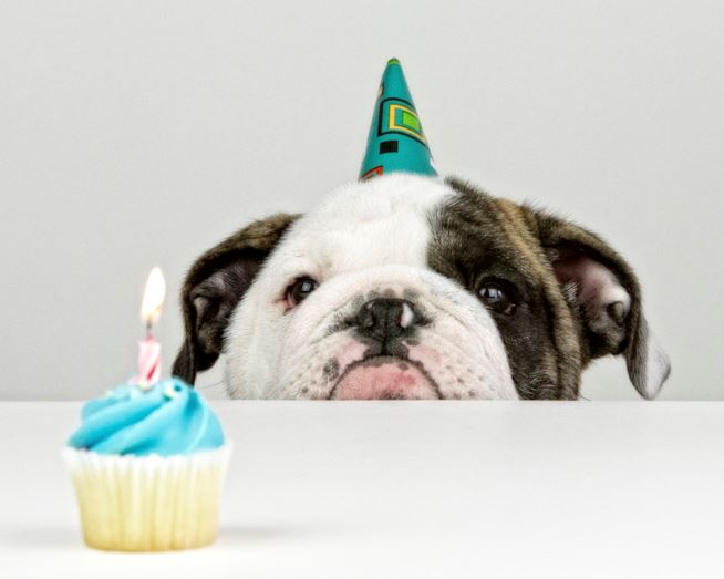 Cane che festeggia