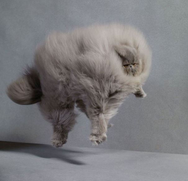 Un gatto grigio che vola Un gatto grigio