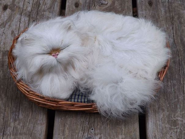 Un gatto addormentato Un gatto bianco nella cesta