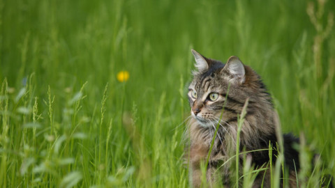 Un antico DNA rivela come i gatti hanno conquistato il mondo – Business Insider Italia