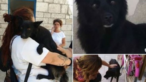 Trani, ecco il “mostro”: ruba cani per seviziarli. Ieri è stato salvato Dudi – TraniLive.it