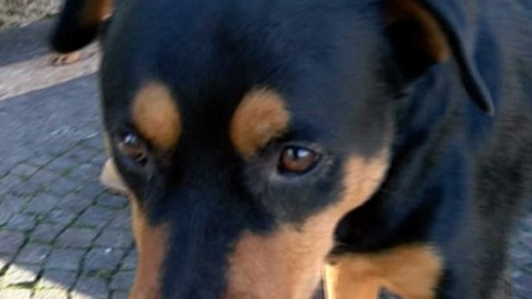 Cani fuori dal super? La legge dice che… – TgVerona
