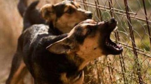 Can che abbaia, padrone multato: all'Impruneta il nuovo regolamento – Corriere Fiorentino