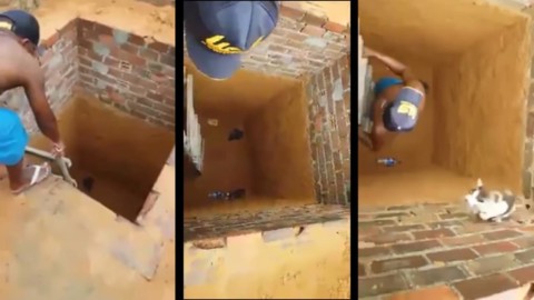 Questo gatto potrebbe essere il nuovo campione di parkour – TGCOM