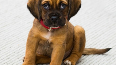 I baci al cane? Sono meno innocui di quanto pensiate: ecco cosa si … – Il Fatto Quotidiano