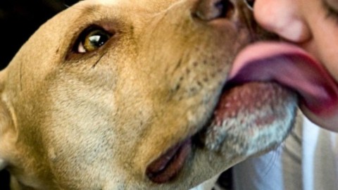 Ricerca shock: farsi leccare dal cane può essere fatale – Blasting News