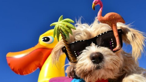 Come evitare i capricci di Fido in vacanza – Velvet Pets