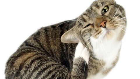 “L'esperto risponde”: l'eczema atopico nel gatto – Velvet Pets
