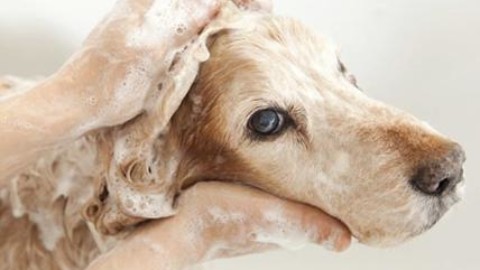 Giornata mondiale del cane, boom di dog sitter, massaggiatori e … – Affaritaliani.it