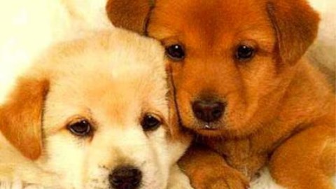 Farsi leccare dal cane può far morire. CANE, LECCATE MORTALI … – Affaritaliani.it