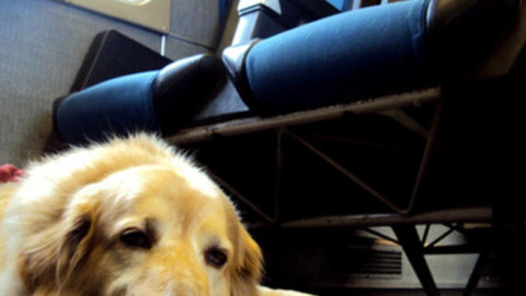 Cani in vacanza ma non sui treni – Il Capoluogo.it